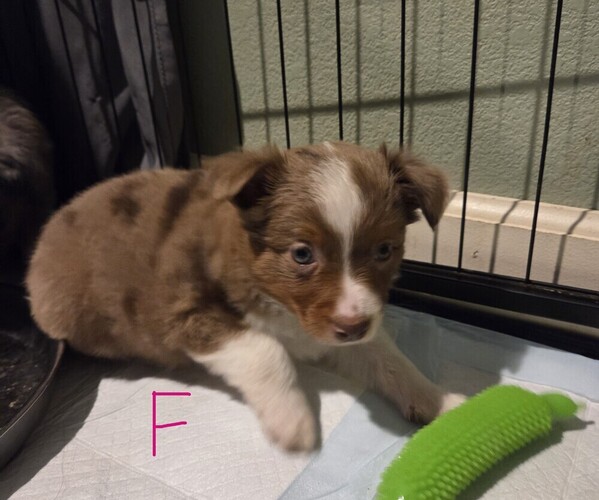 Medium Photo #5 Miniature Australian Shepherd Puppy For Sale in EVERTON, MO, USA