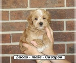 Small #4 Cavapoo (Miniature)