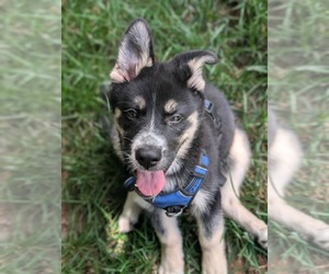 Siberian Husky-Unknown Mix Dogs for adoption in Holly Springs, NC, USA