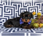 Small Photo #5 YorkiePoo Puppy For Sale in OXFORD, PA, USA