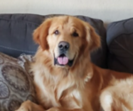 Small Photo #1 Golden Retriever Puppy For Sale in CLOVERDALE, CA, USA