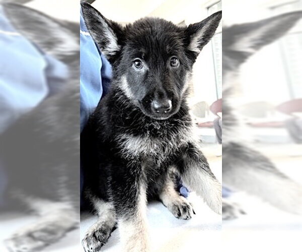 Medium Photo #1 German Shepherd Dog Puppy For Sale in Houston, TX, USA