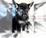 Small German Shepherd Dog