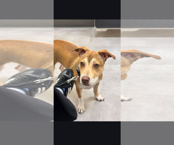 Medium Photo #2 Beagle-Unknown Mix Puppy For Sale in NYC, NY, USA