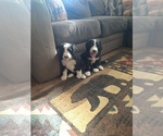 Small #20 Bernedoodle