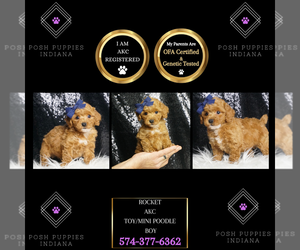Poodle (Toy) Puppy for sale in WARSAW, IN, USA