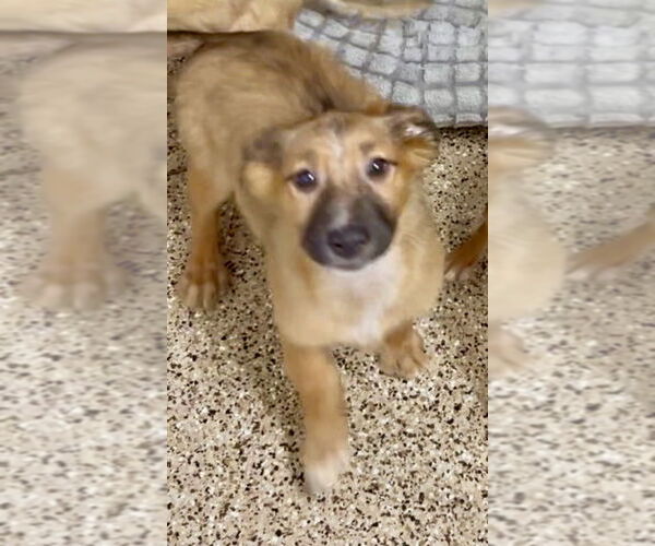 Medium Photo #3 Mutt Puppy For Sale in San Diego, CA, USA