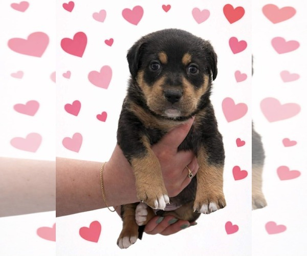 Medium Photo #1 Labrador Retriever-Unknown Mix Puppy For Sale in San Bernardino , CA, USA