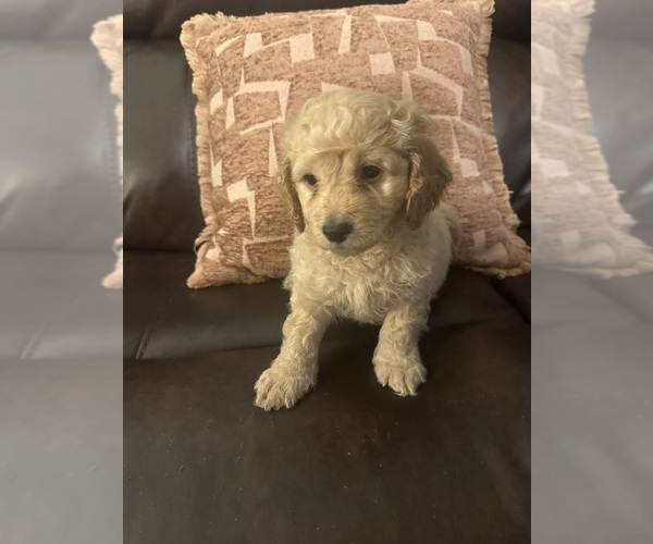 Medium Photo #23 Cock-A-Poo-Maltipoo Mix Puppy For Sale in SIMPSONVILLE, SC, USA