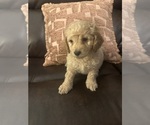 Small #22 Cock-A-Poo-Maltipoo Mix