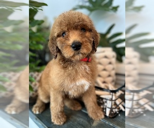 Goldendoodle-Poodle (Standard) Mix Dog for Adoption in FLAT ROCK, North Carolina USA