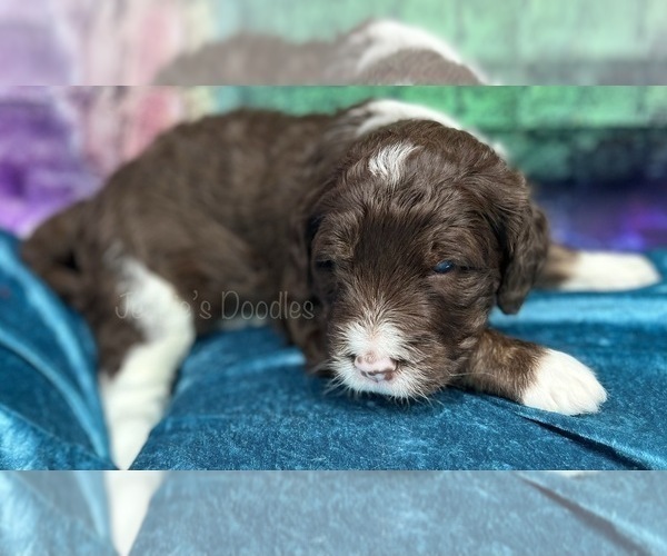 Medium Photo #4 Bernedoodle Puppy For Sale in BLUE SPRINGS, MO, USA