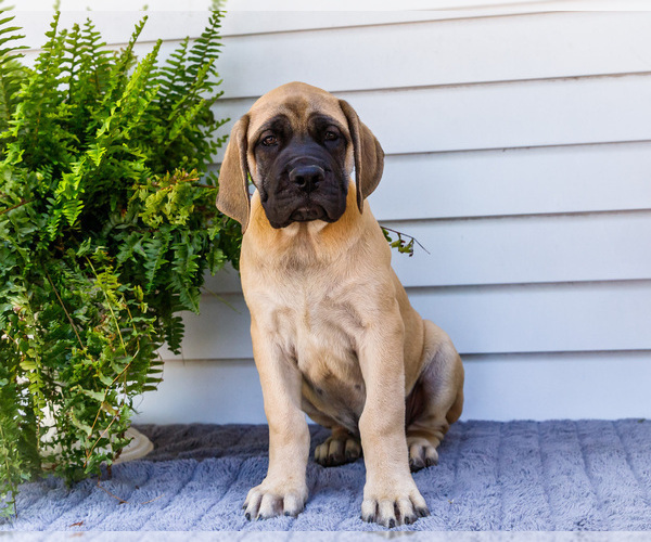 Medium Photo #24 Mastiff Puppy For Sale in WAKARUSA, IN, USA