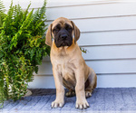 Small Photo #24 Mastiff Puppy For Sale in WAKARUSA, IN, USA