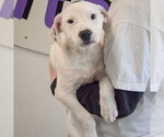 Small #3 American Staffordshire Terrier-Labrador Retriever Mix