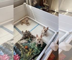 French Bulldog Puppy for sale in BUFORD, GA, USA