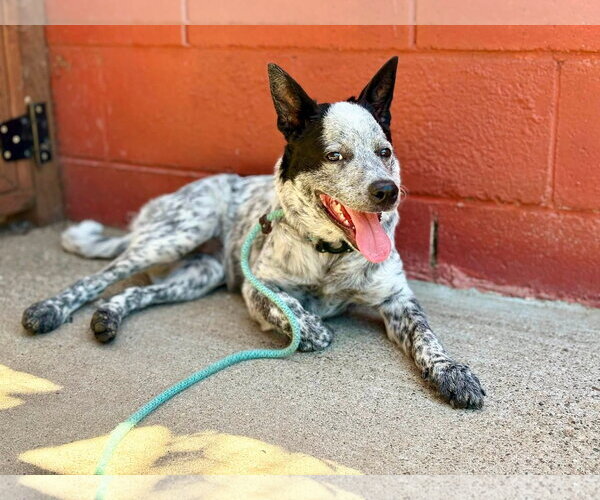 Medium Photo #4 Mutt Puppy For Sale in Paso Robles, CA, USA