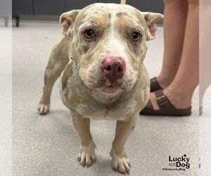 Pickles - Female Mutt Dog for Adoption - Photo #2