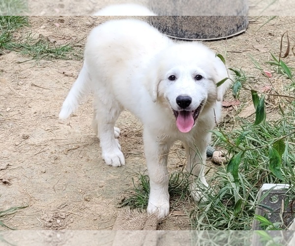 Medium Photo #3 Great Pyrenees Puppy For Sale in SCOTTSVILLE, KY, USA
