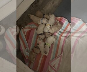 Golden Retriever Litter for sale in CHARLES TOWN, WV, USA