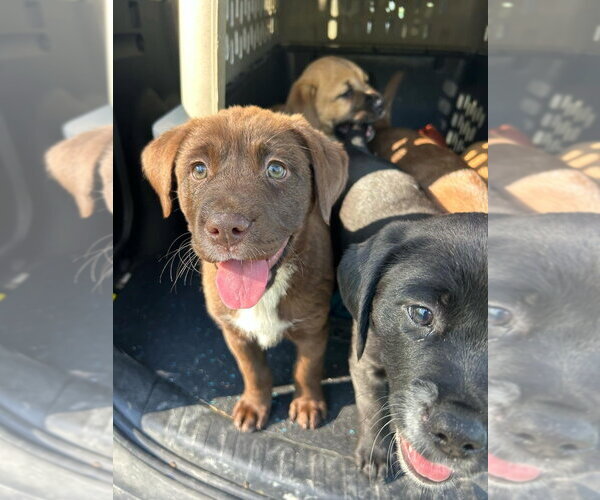 Medium Photo #2 Labrador Retriever-Unknown Mix Puppy For Sale in Aurora, IN, USA