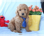 Small #1 Goldendoodle (Miniature)