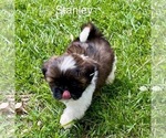 Small #2 Shih Tzu