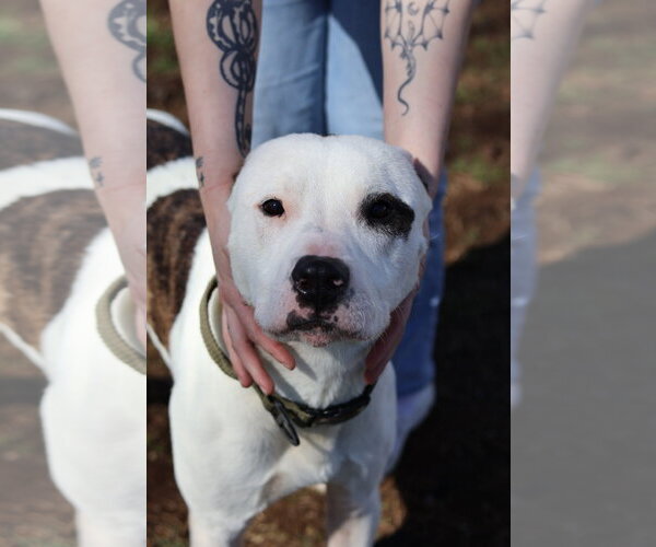 Medium Photo #1 Mutt Puppy For Sale in Martinsburg, WV, USA