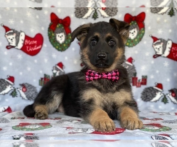 Medium Photo #5 German Shepherd Dog Puppy For Sale in LANCASTER, PA, USA