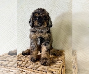 Cock-A-Poo Puppy for sale in GREENFIELD, IN, USA