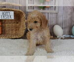 Small Photo #2 Poodle (Miniature) Puppy For Sale in MILLER, MO, USA