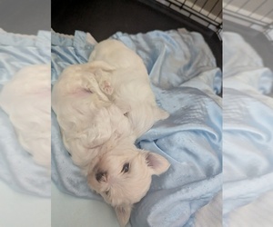 Maltese Puppy for sale in BEATRICE, NE, USA