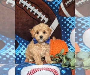 Maltipoo Puppy for sale in NEW PROVIDENCE, PA, USA