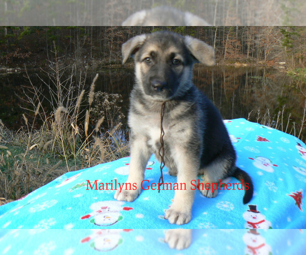 Medium Photo #1 German Shepherd Dog Puppy For Sale in PIEDMONT, MO, USA