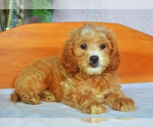 Cavapoo Puppy for sale in DENVER, PA, USA