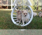 Small Photo #21 Pomeranian Puppy For Sale in DINWIDDIE, VA, USA
