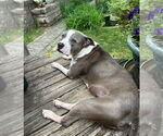 Small #1 American Pit Bull Terrier-American Staffordshire Terrier Mix