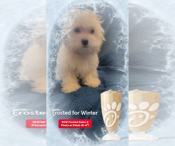 Medium Photo #22 Maltipoo (Miniature) Puppy For Sale in HIGH POINT, NC, USA