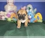Small #10 Faux Frenchbo Bulldog