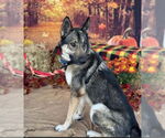 Small German Shepherd Dog