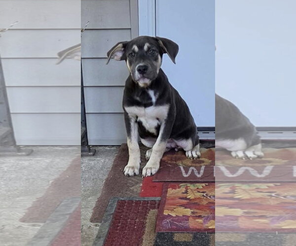 Medium Photo #2 Shepweiller Puppy For Sale in SHERBURNE, NY, USA