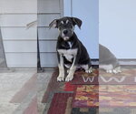 Small Photo #2 Shepweiller Puppy For Sale in SHERBURNE, NY, USA