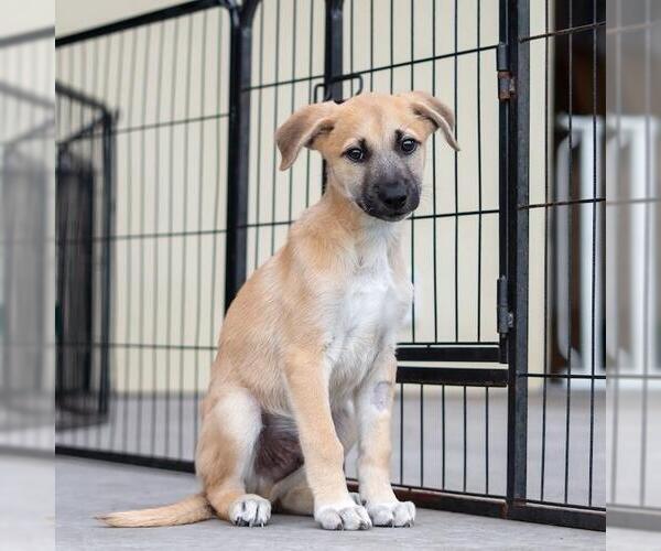 Medium Photo #3 Boxer-Unknown Mix Puppy For Sale in San Diego, CA, USA