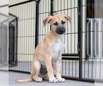 Small #2 Boxer Mix