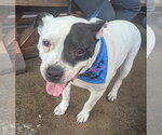 Small American Bulldog-American Staffordshire Terrier Mix