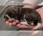 Puppy Romulus English Springer Spaniel