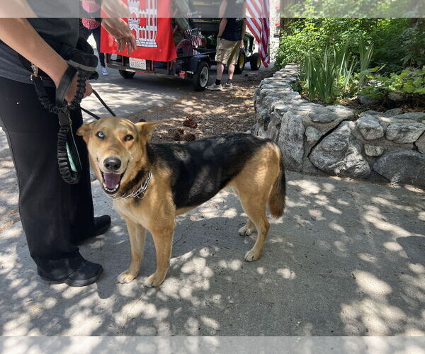 Medium Photo #9 German Shepherd Dog Puppy For Sale in San Bernardino , CA, USA