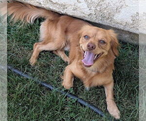 Cash - Male Maltese-Unknown Mix Dog for Adoption - Photo #8