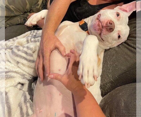 Medium Photo #7 American Pit Bull Terrier-Unknown Mix Puppy For Sale in Binghamton, NY, USA