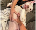 Small #6 American Pit Bull Terrier Mix